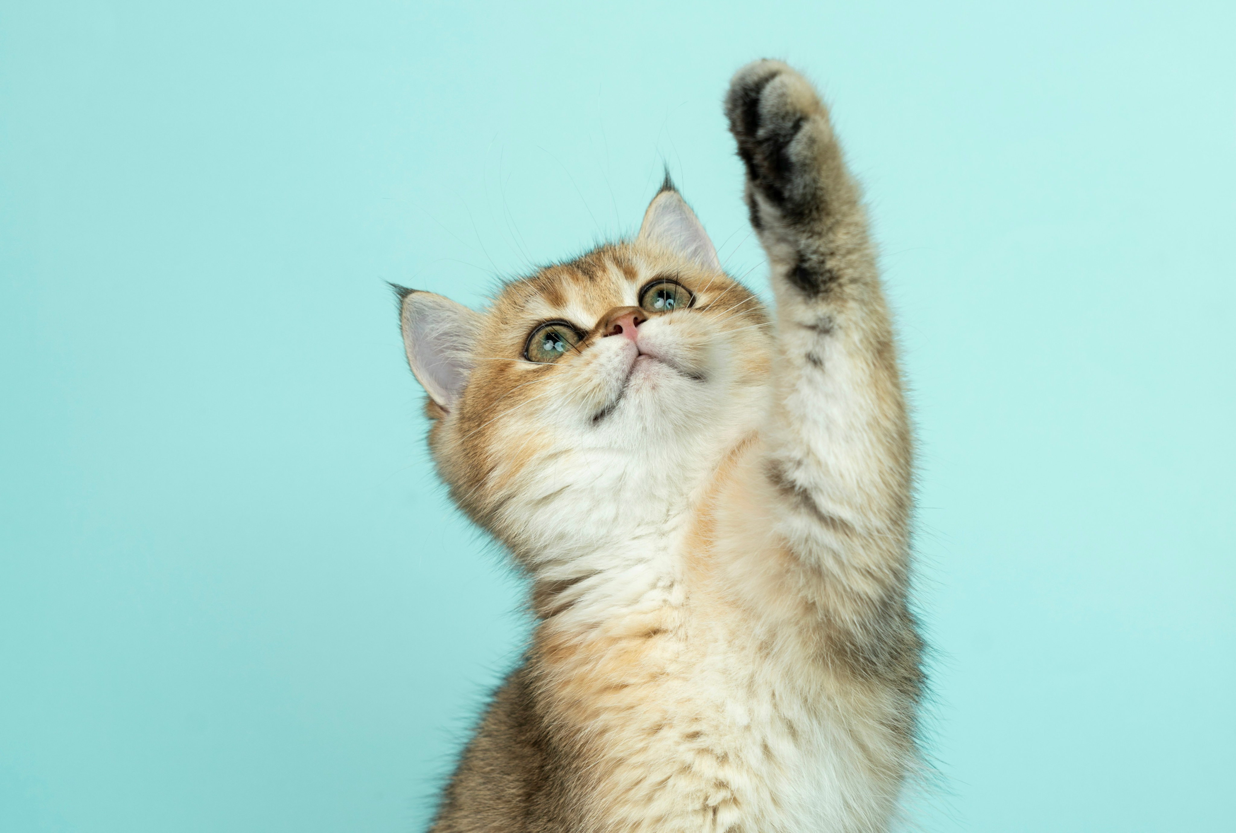 HD-Foto zum Thema Katze, Tier, Katzen und Tierwelt von Alvan Nee (@alvannee) in Shanghai, China herunter