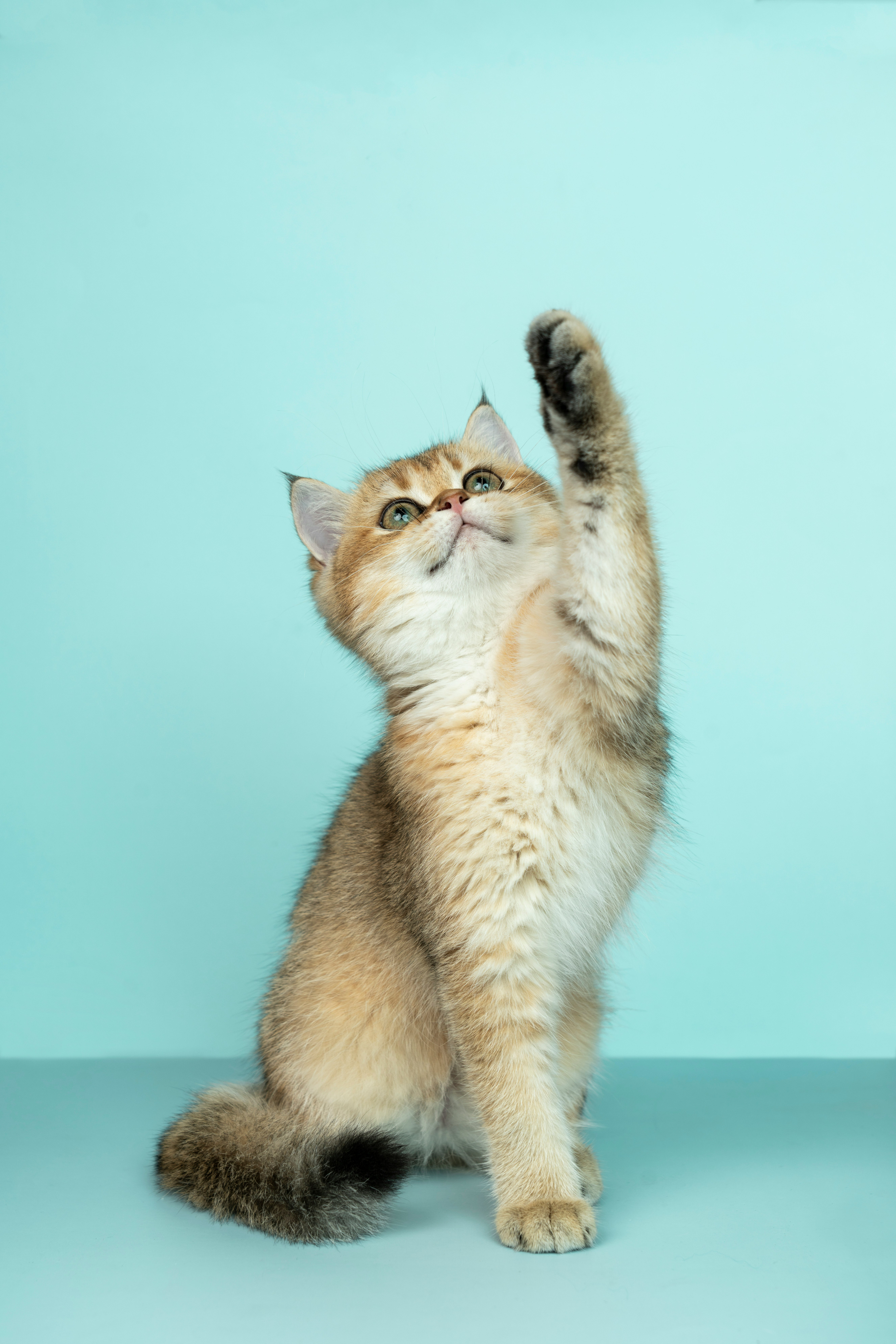 HD-Foto zum Thema Katze, Tier, Katzen und Tierwelt von Alvan Nee (@alvannee) in Shanghai, China herunter
